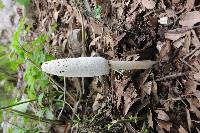 Coprinus comatus image