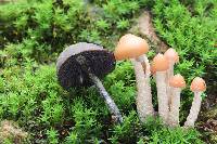 Psilocybe zapotecorum image