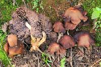 Psilocybe zapotecorum image