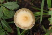 Psilocybe coprophila image