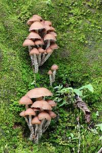 Psilocybe zapotecorum image