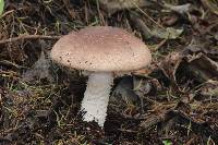 Agaricus subrutilescens image