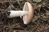 Agaricus subrutilescens image