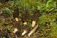 Morchella brunnea image