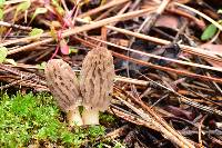 Morchella brunnea image