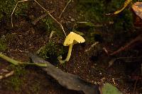 Entoloma murrayi image