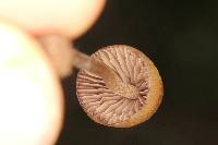 Psilocybe mexicana image