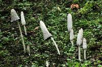 Coprinus comatus image