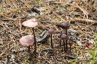 Mycena pura image