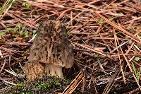 Morchella snyderi image