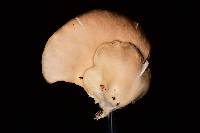 Pleurotus ostreatus image