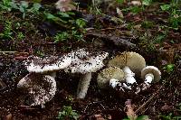 Amanita tuza image