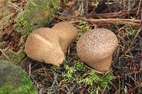 Lycoperdon umbrinum image