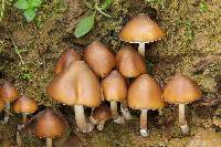 Psilocybe caerulescens image