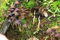 Psilocybe zapotecorum image