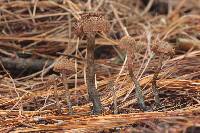 Inocybe calamistrata image