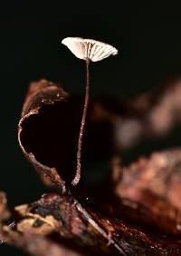 Gymnopus quercophilus image