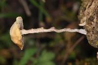 Psilocybe coprophila image