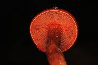 Dermocybe marylandensis image