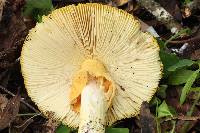 Amanita laurae image