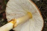 Amanita flavoconia image