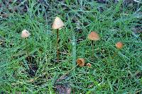 Conocybe tenera image