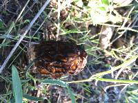 Morchella brunnea image