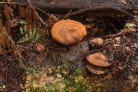 Ganoderma applanatum image