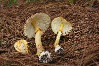 Amanita flavoconia image