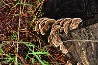 Trametes versicolor image