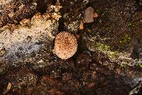 Lycoperdon echinatum image