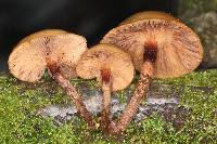 Galerina marginata image