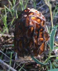 Morchella brunnea image