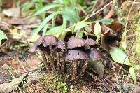 Psilocybe zapotecorum image