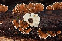 Trametes versicolor image