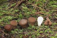 Lycoperdon umbrinum image