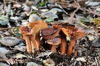 Lactarius rubidus image