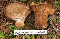 Hypomyces macrosporus image