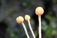 Ophiocordyceps sphecocephala image