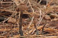 Inocybe calamistrata image