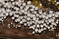 Coprinellus disseminatus image