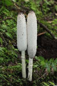 Coprinus comatus image