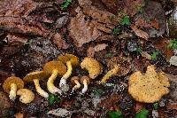 Suillus tomentosus image