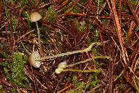 Mycena epipterygia image