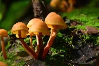 Gymnopilus picreus image