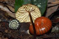 Marasmius plicatulus image