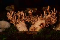 Ramaria botrytis image