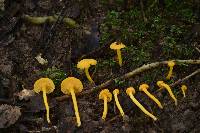 Cantharellus minor image