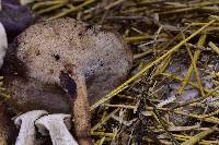 Polyporus tuberaster image