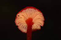 Hygrocybe cantharellus image